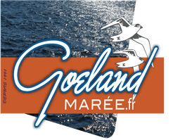 Goéland Marée